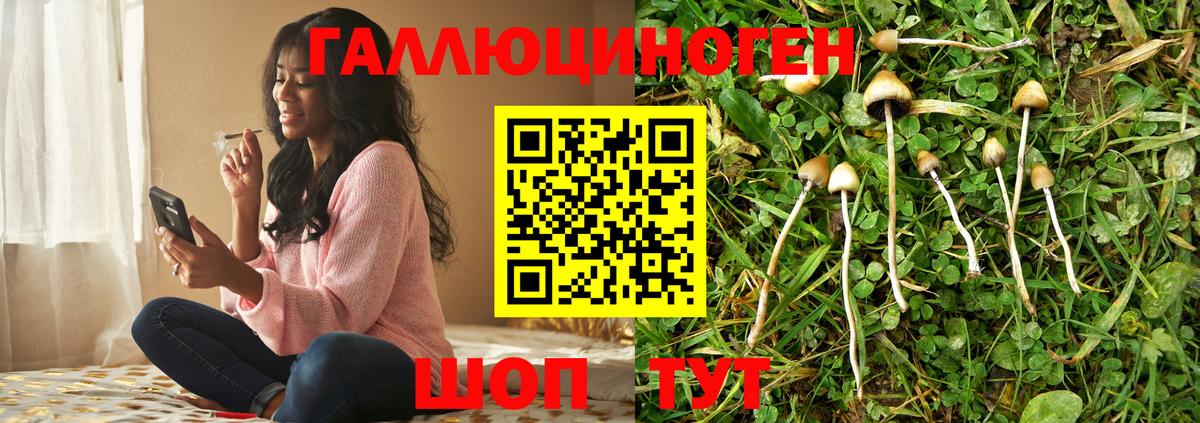 Псилоцибиновые грибы Psilocybe  Вход с VPN  Клин 